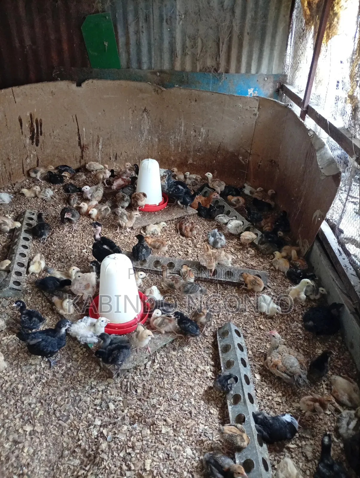Three Weeks Old Chicks