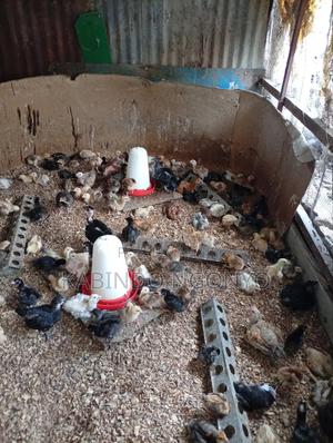 Three Weeks Old Chicks - thumbnail 2