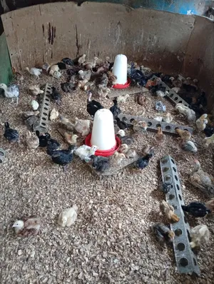 Three Weeks Old Chicks