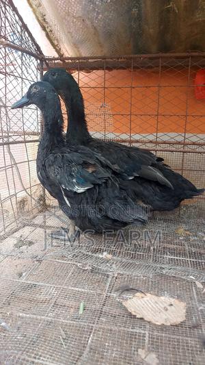 Mature Laying Cayuga Ducks Pair - thumbnail 2