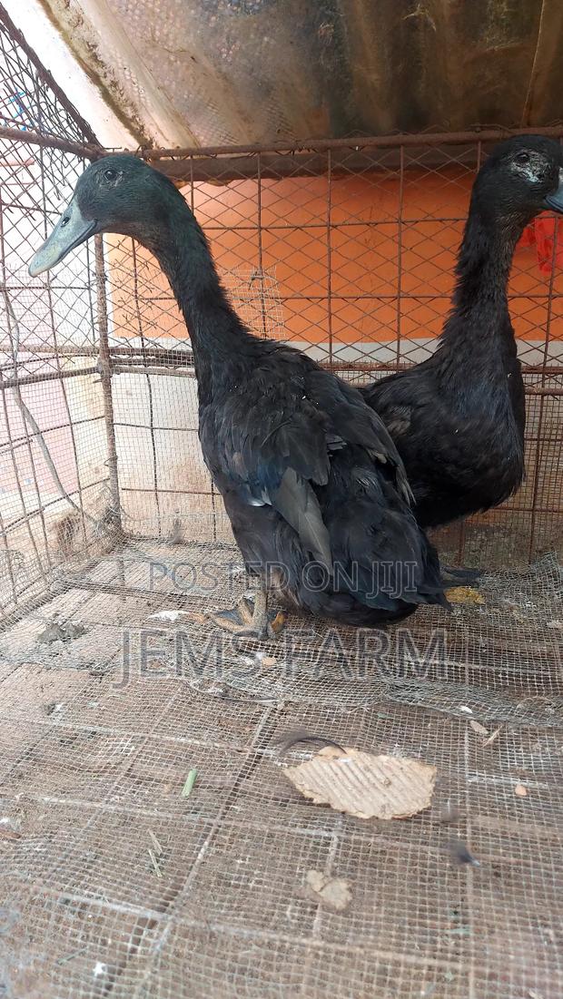 Mature Laying Cayuga Ducks Pair - thumbnail 3