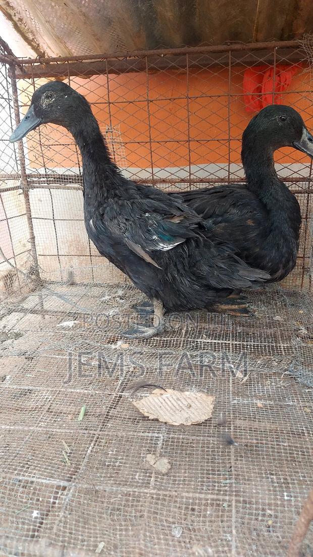 Mature Laying Cayuga Ducks Pair - thumbnail 4