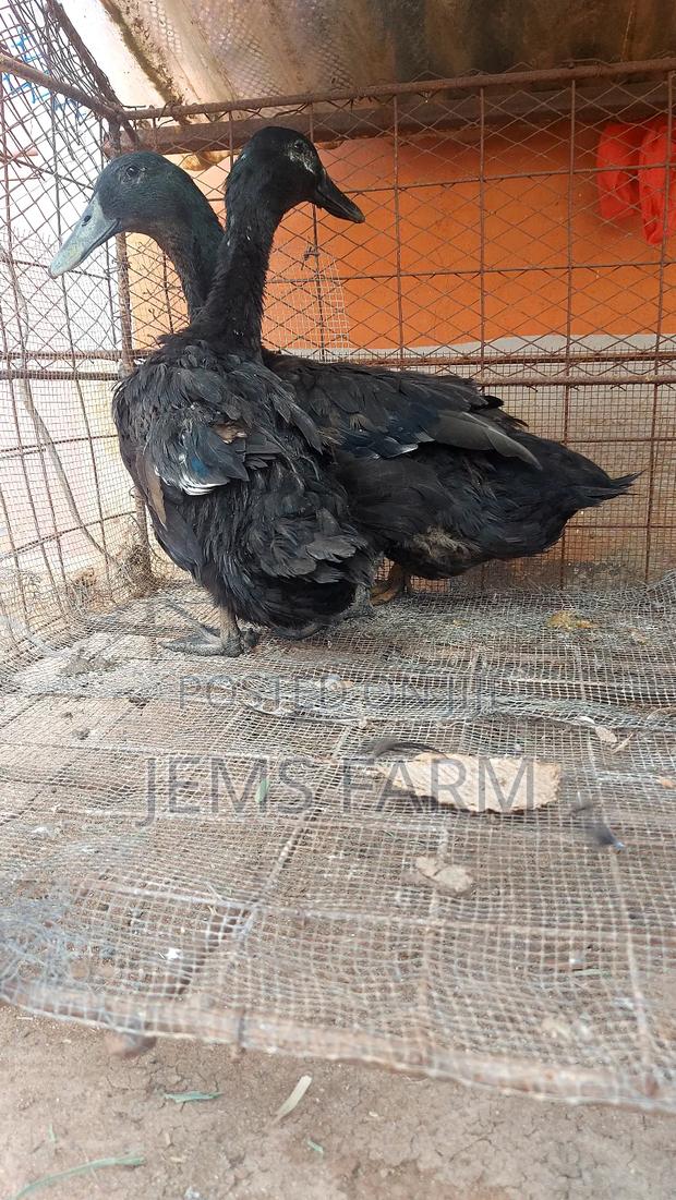 Mature Laying Cayuga Ducks Pair - thumbnail 5
