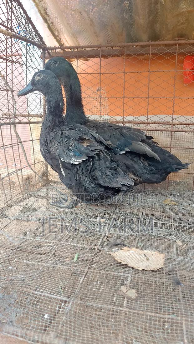 Mature Laying Cayuga Ducks Pair - thumbnail 6