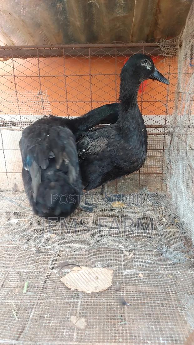 Mature Laying Cayuga Ducks Pair - thumbnail 7