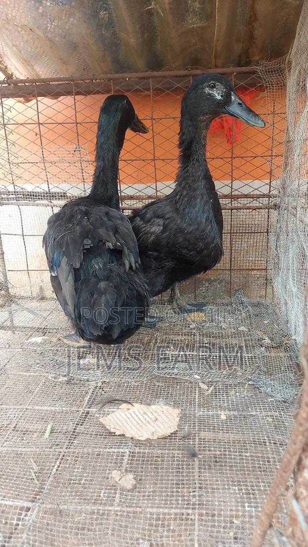 Mature Laying Cayuga Ducks Pair - thumbnail 8
