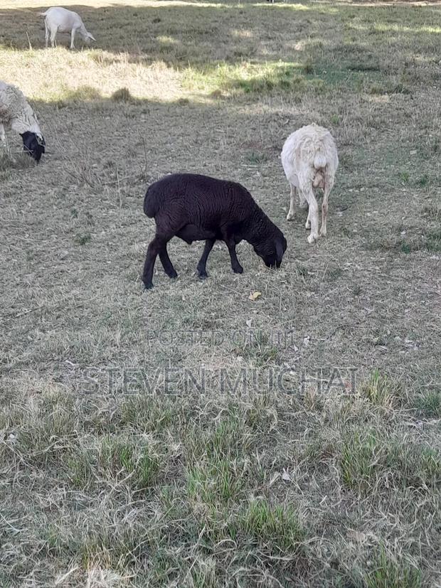 Dorper Rams and One Ewe for Sale - main view