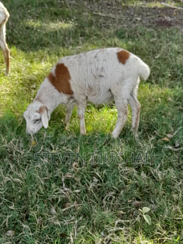 Dorper Rams and One Ewe for Sale - thumbnail 3