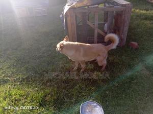 1+ year Male Purebred German Shepherd - main view