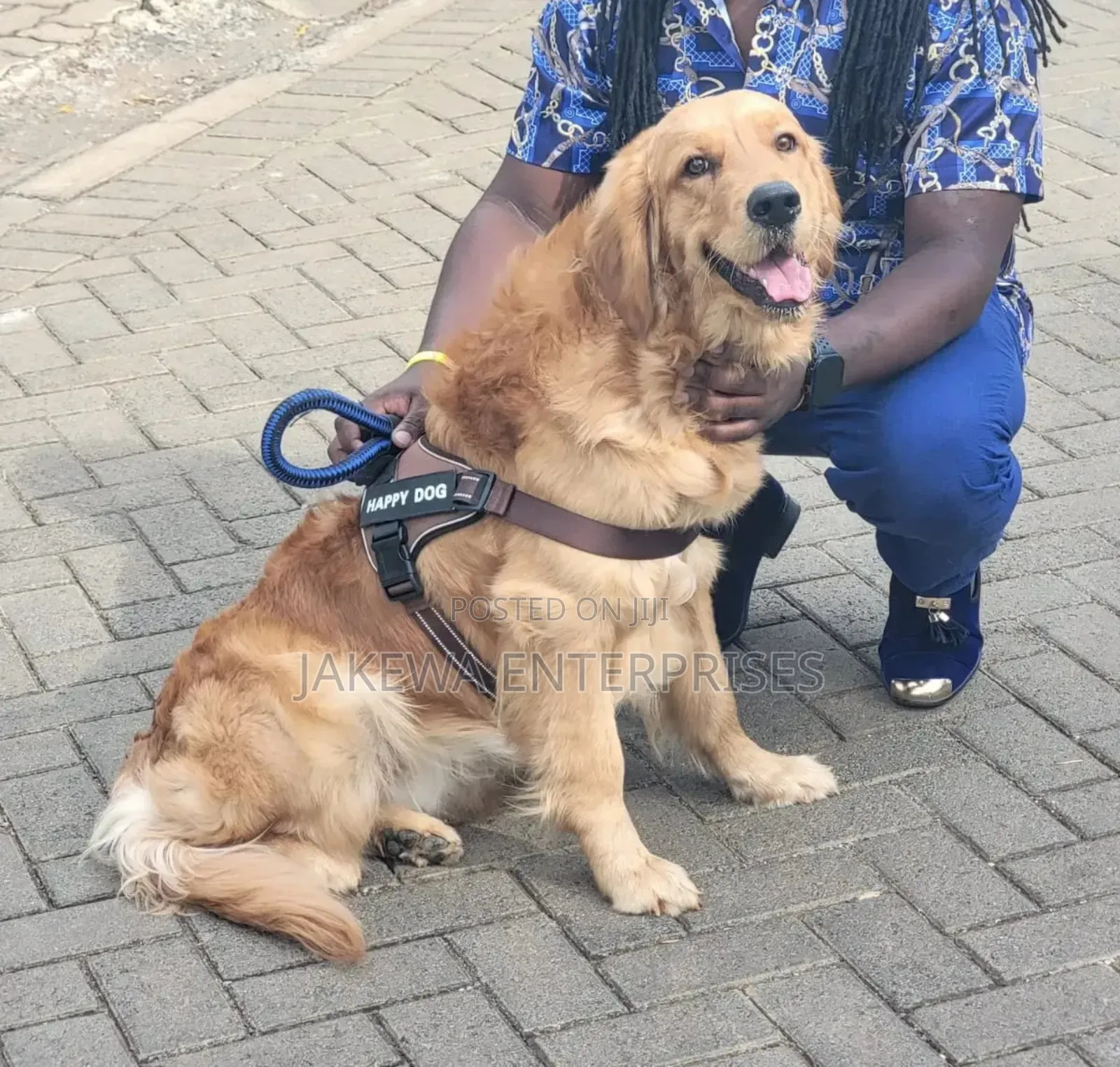 Stud Services Golden Retriever