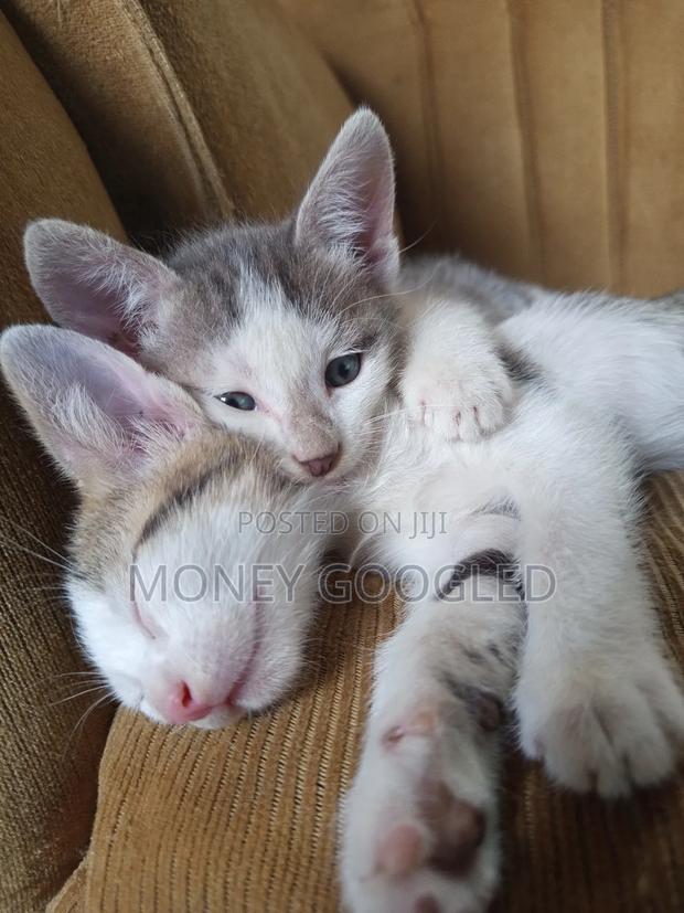 1-3 months Male Purebred American Shorthair