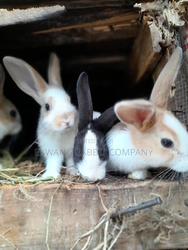 Rabbit Animals - main view