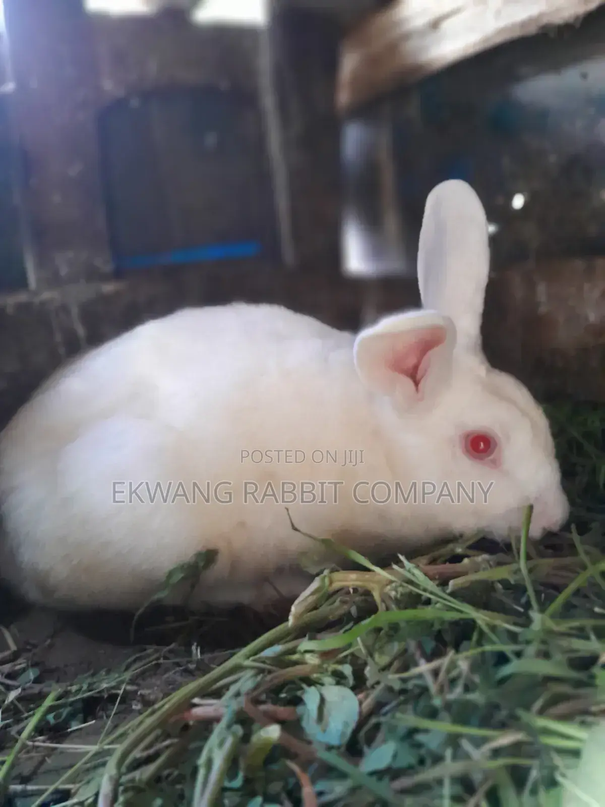 Rabbit Animals