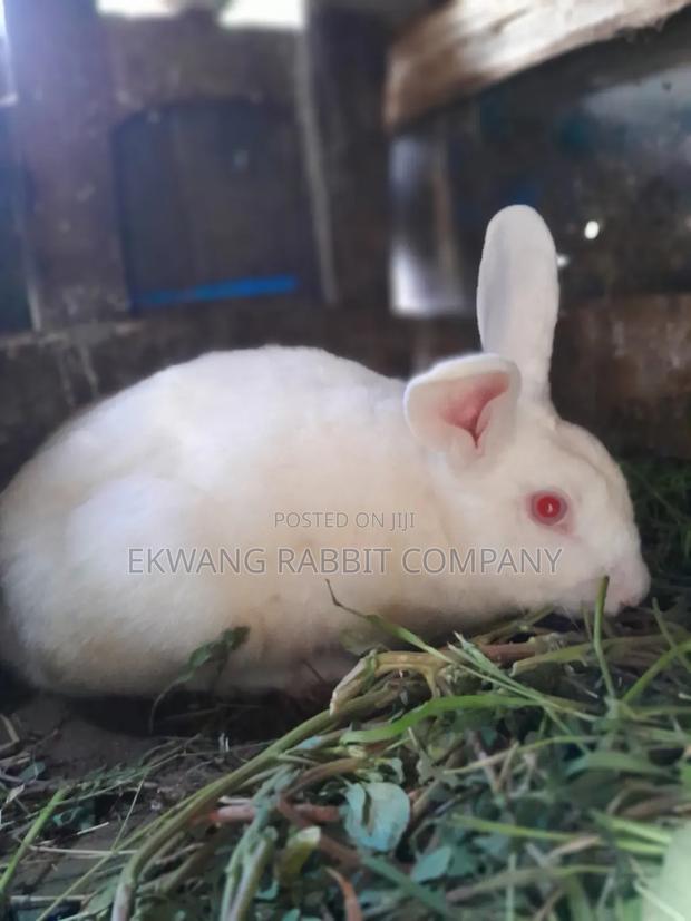 Rabbit Animals - thumbnail 2