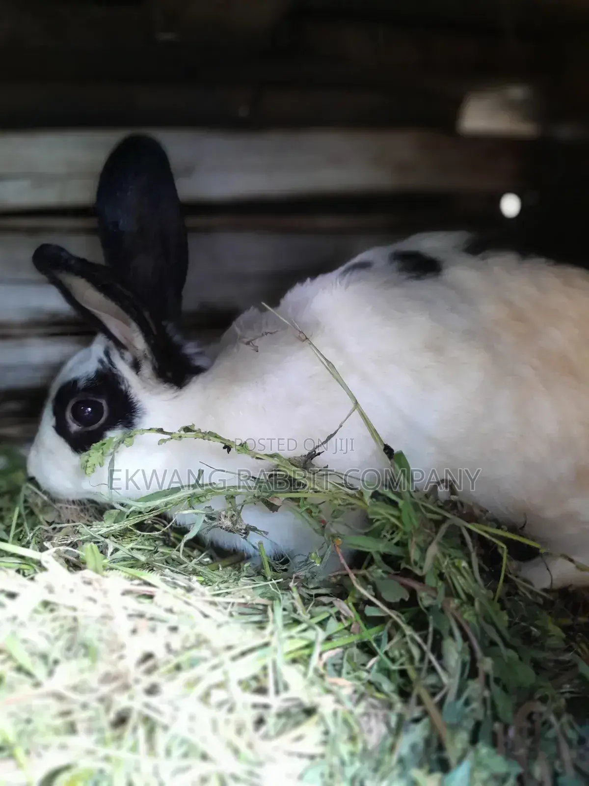 Rabbit Animals