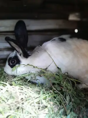 Rabbit Animals