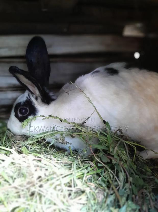 Rabbit Animals - thumbnail 3