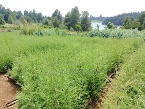 Cyprus Tree Seedlings - main view