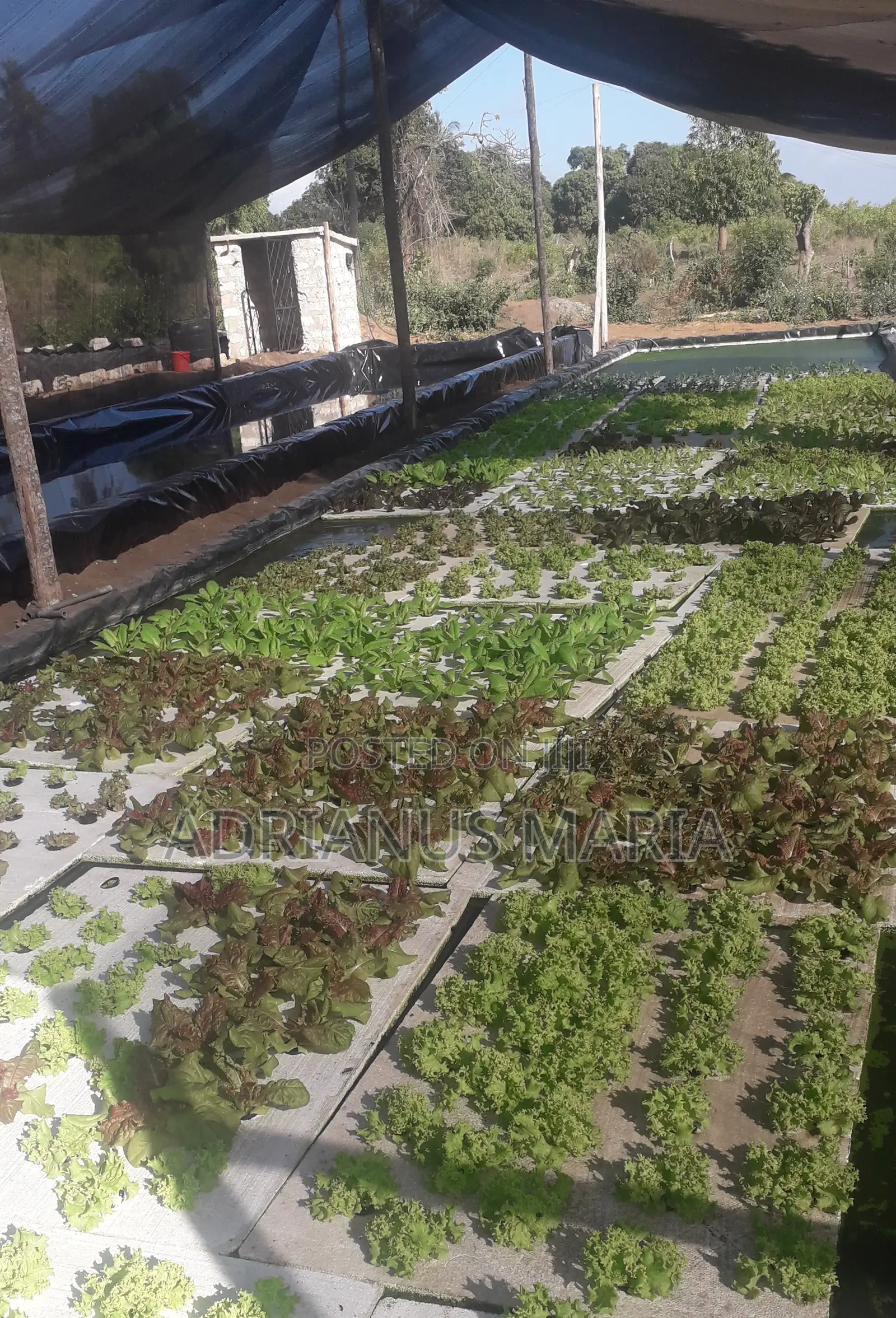 Malindi 21.5 Acre Fully Developed Farm