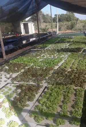 Malindi 21.5 Acre Fully Developed Farm