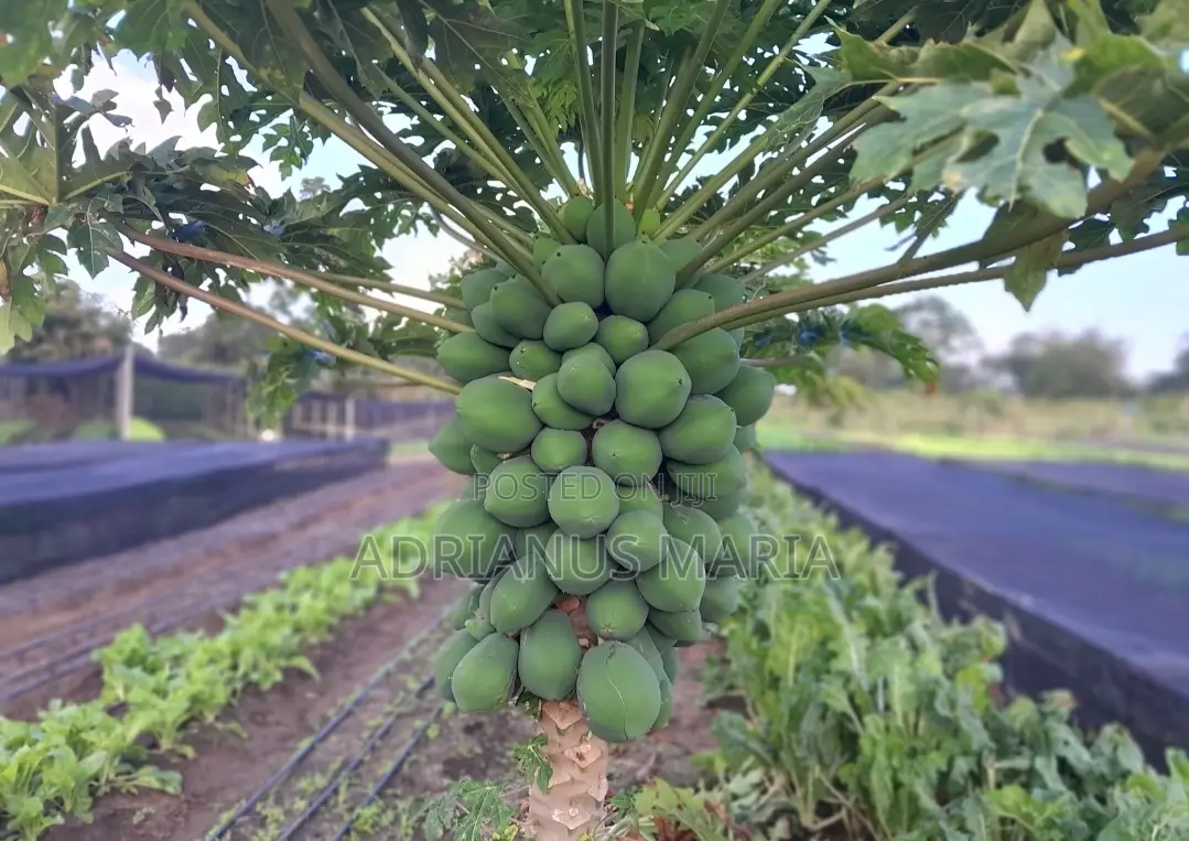 Malindi 21.5 Acre Fully Developed Farm