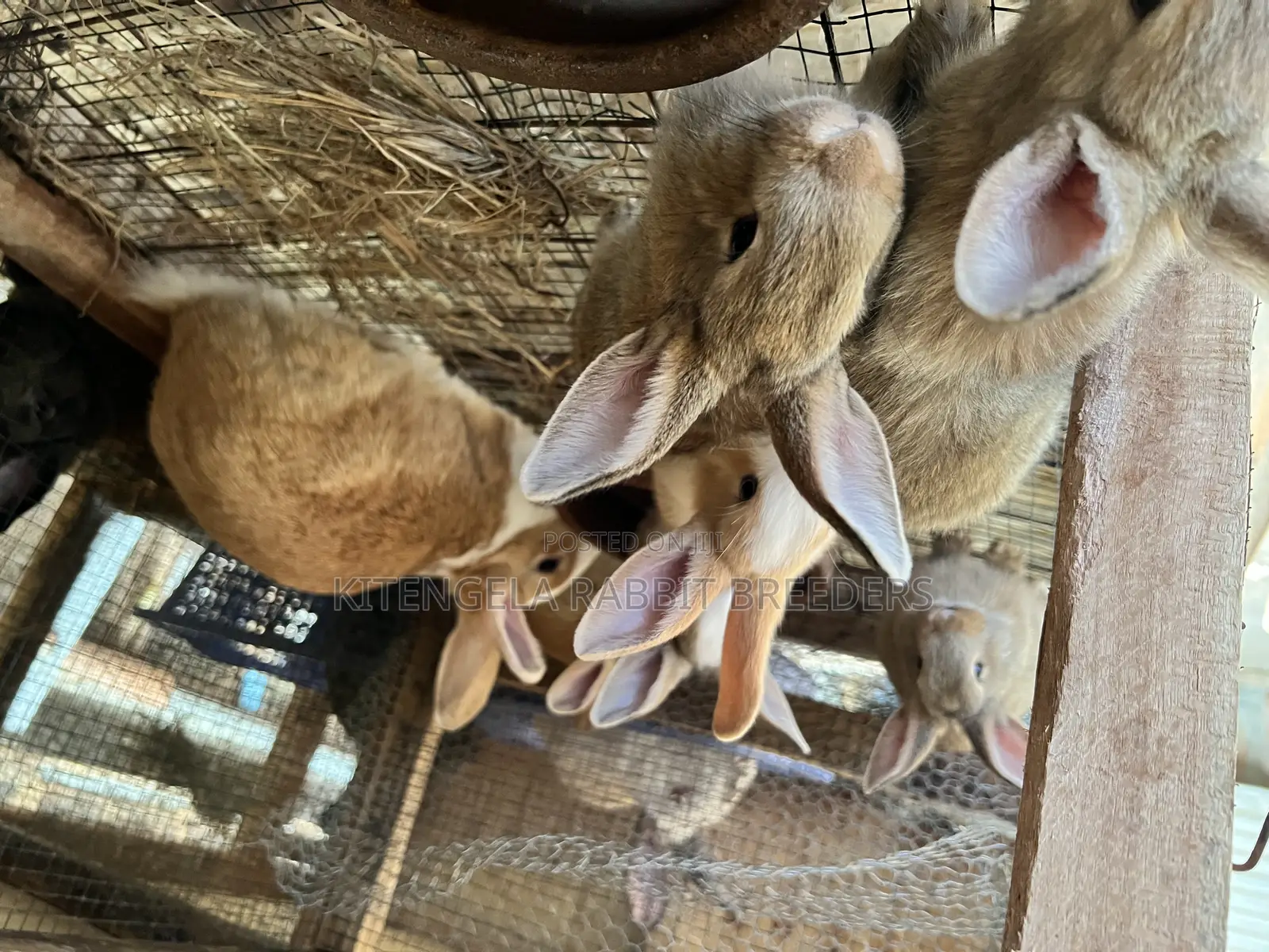2 Months Rabbits