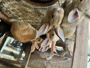 2 Months Rabbits