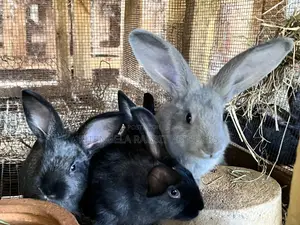 2 Months Rabbits