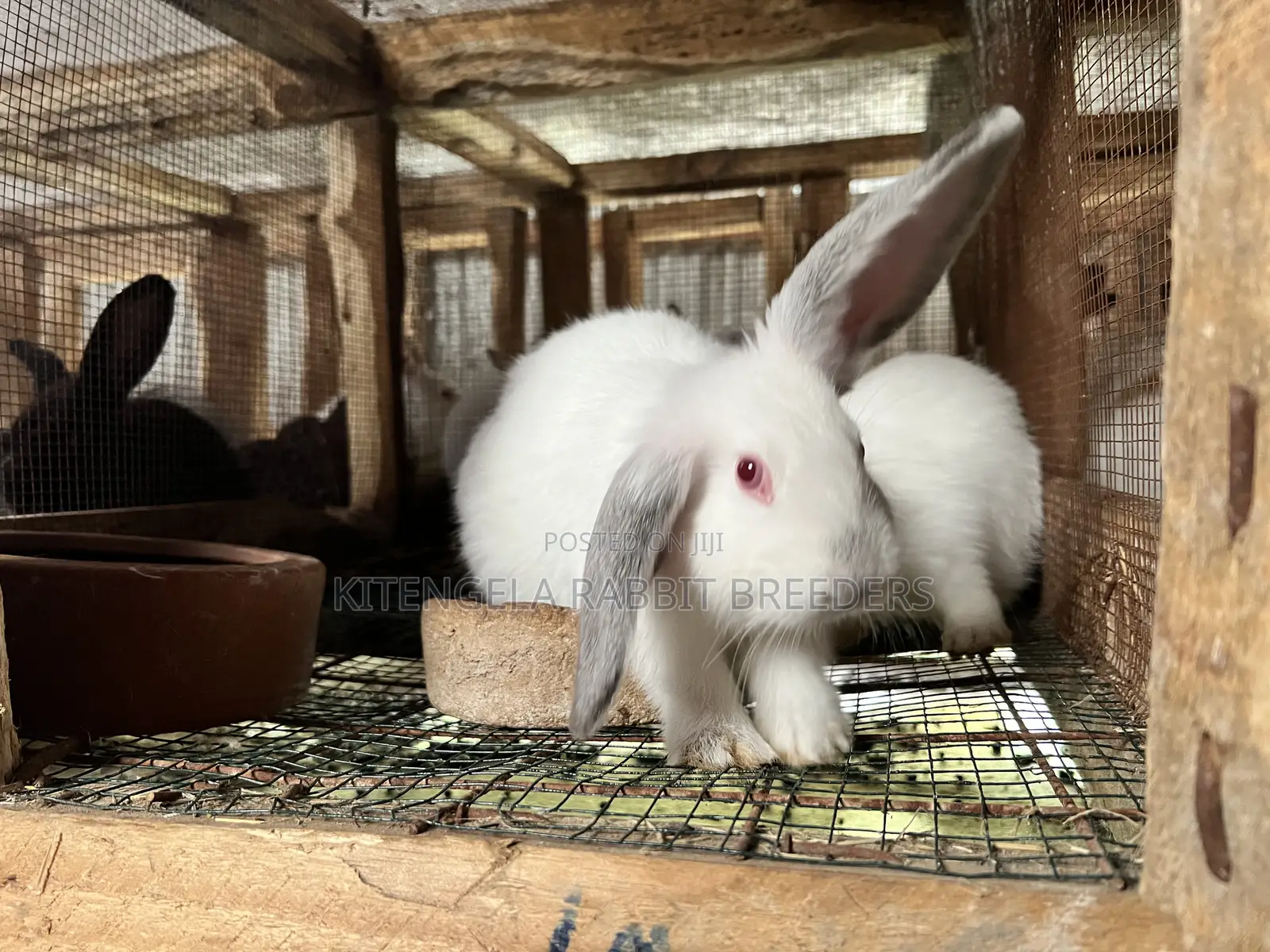 2 Months Rabbits