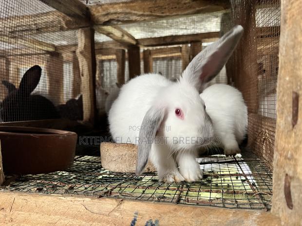 2 Months Rabbits - thumbnail 12