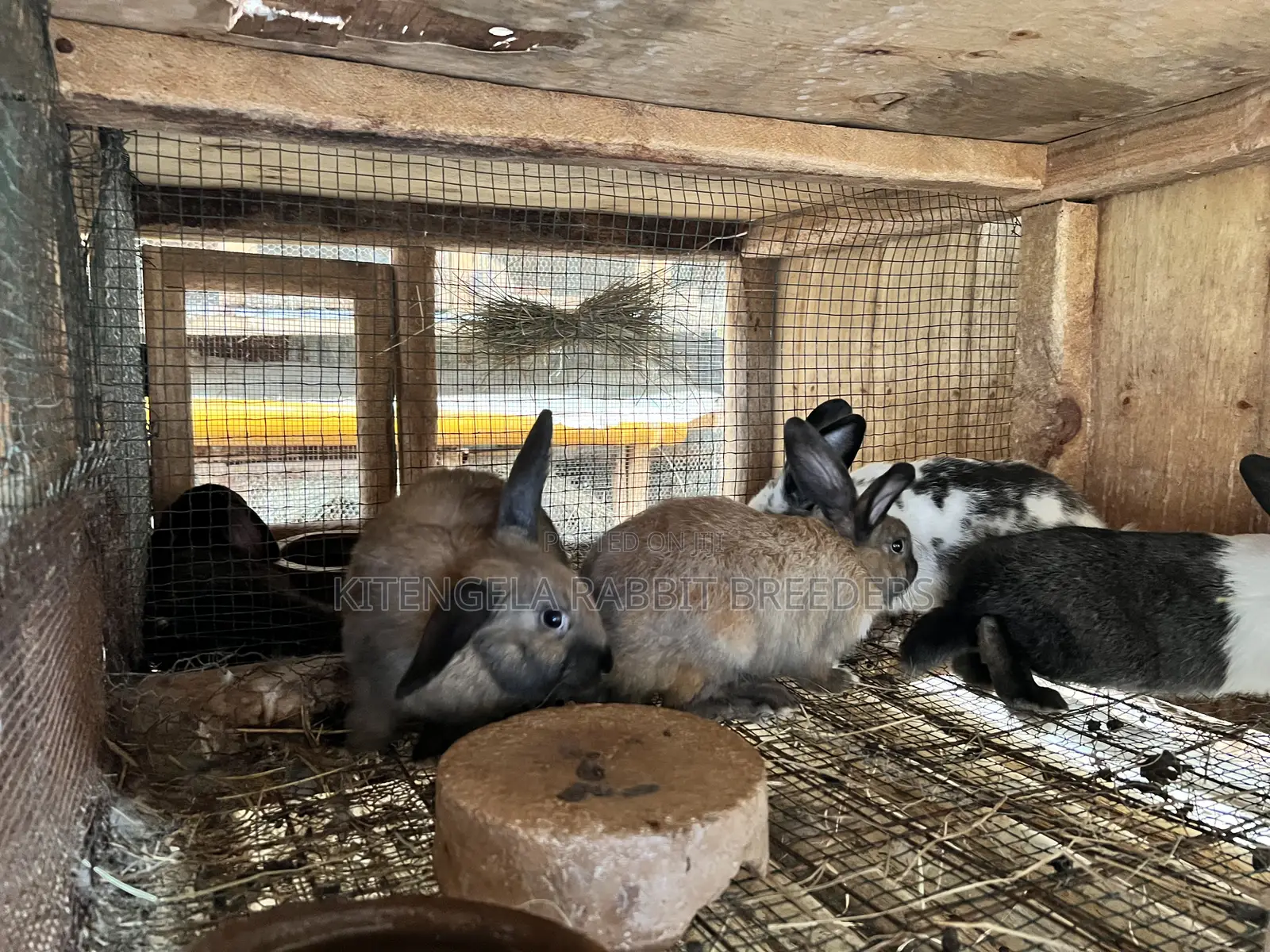 2 Months Rabbits