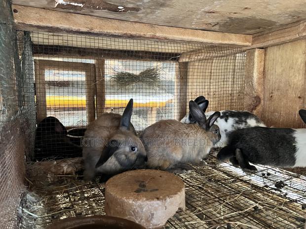 2 Months Rabbits - thumbnail 7