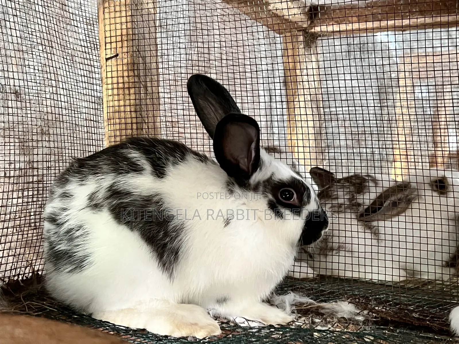2 Months Rabbits
