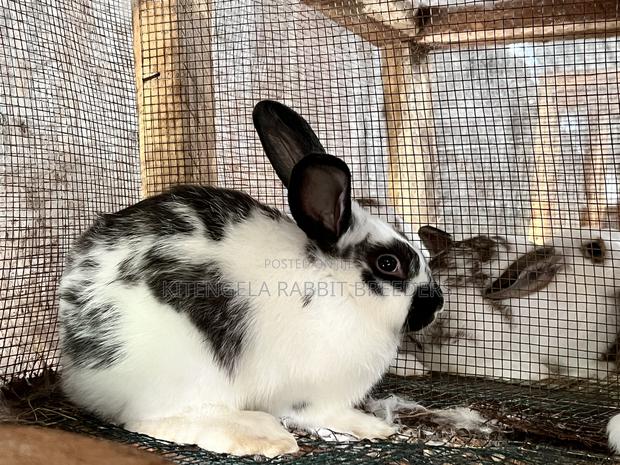 2 Months Rabbits - thumbnail 8