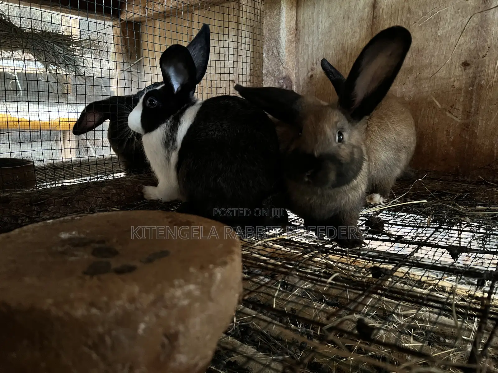 2 Months Rabbits