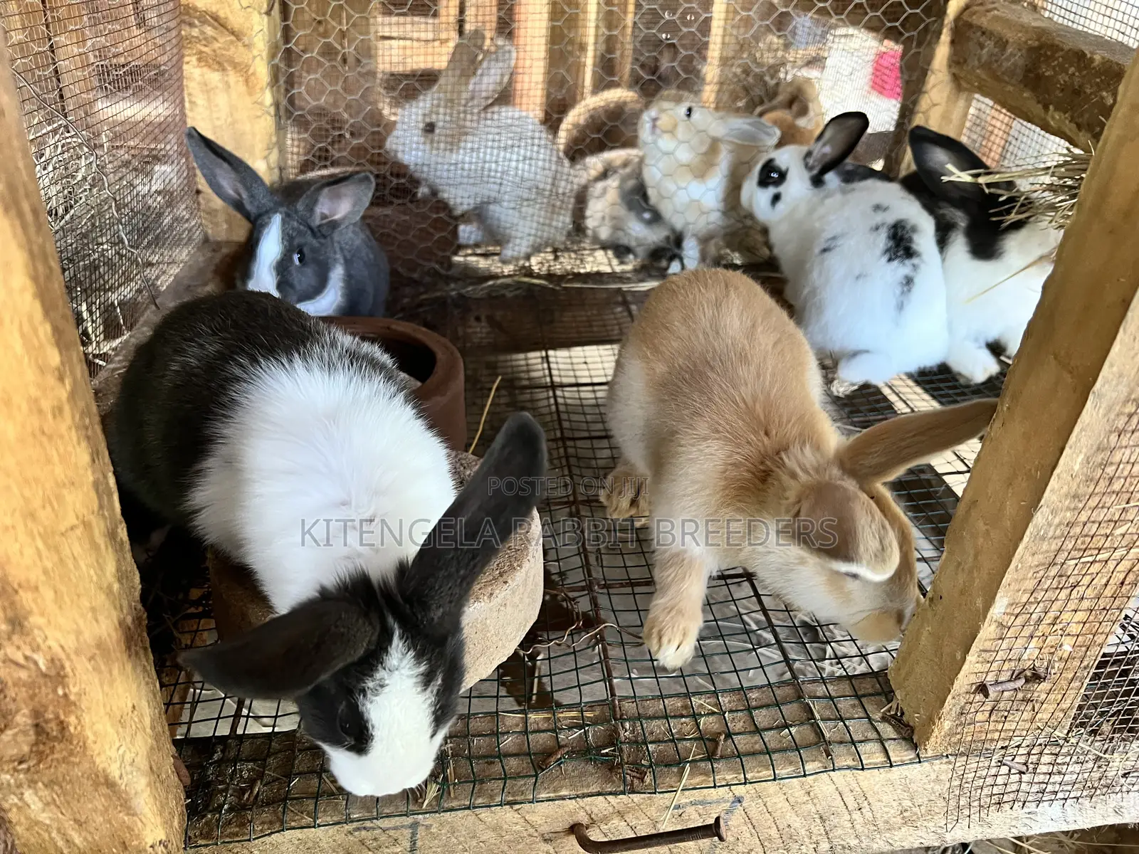2 Months Rabbits
