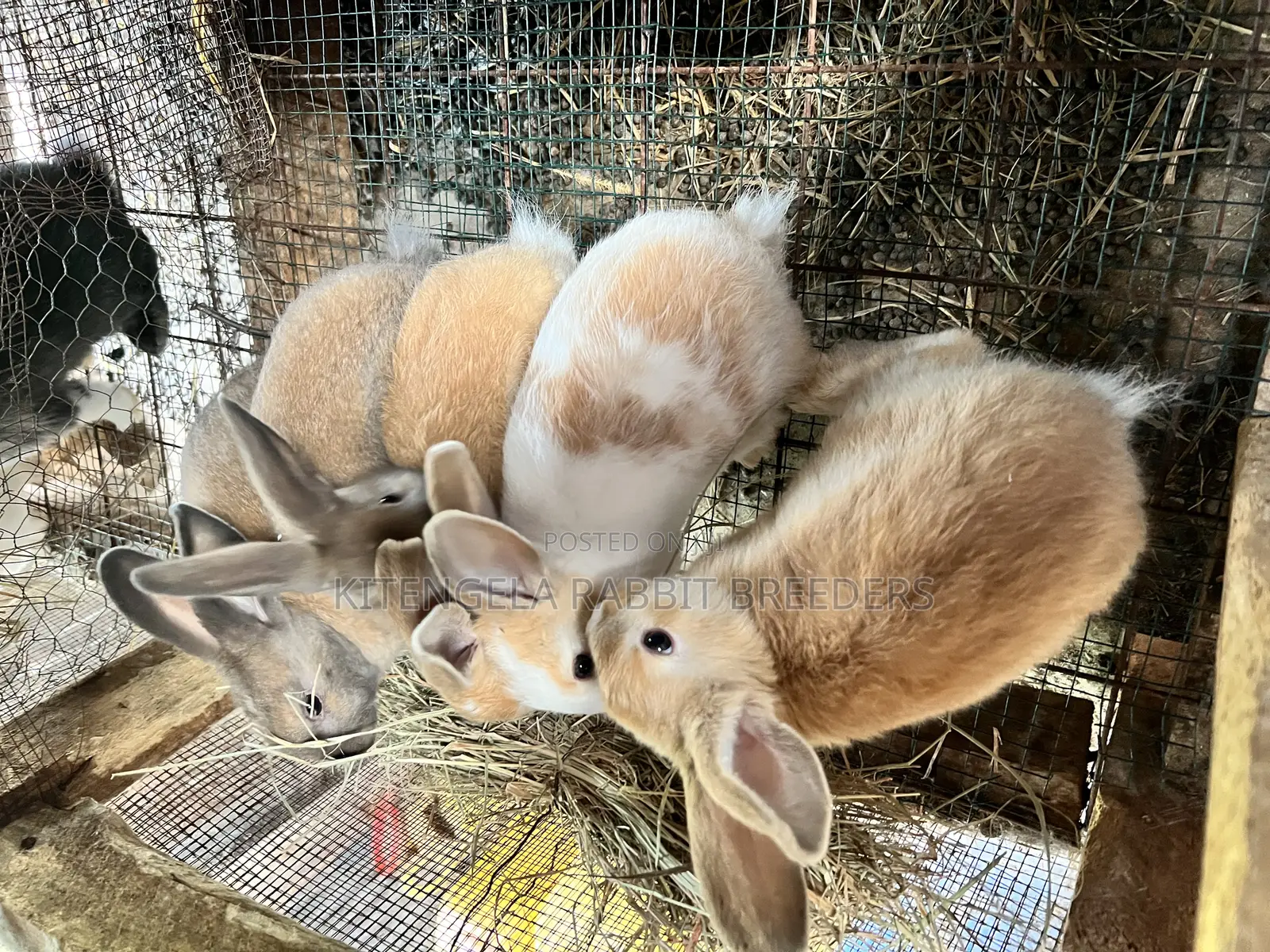 2 Months Rabbits