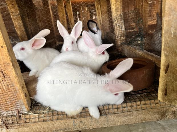 2 Months Rabbits - thumbnail 4