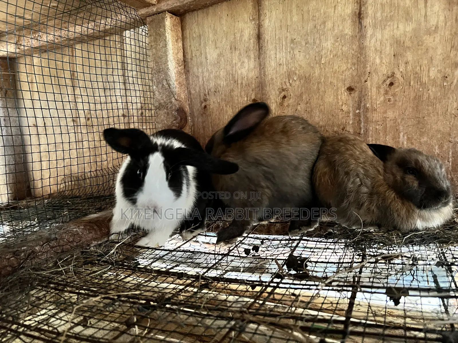 2 Months Rabbits