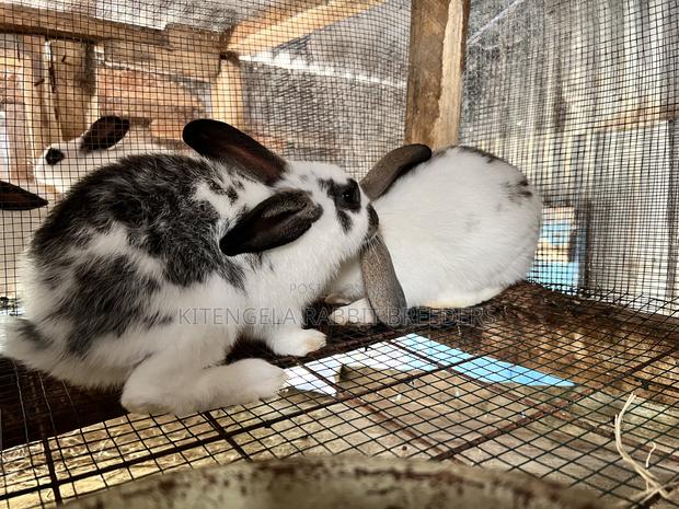 2 Months Rabbits - thumbnail 3