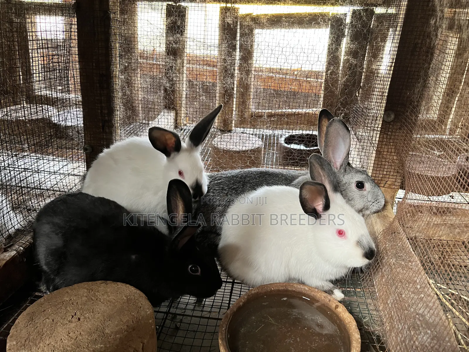 2 Months Rabbits