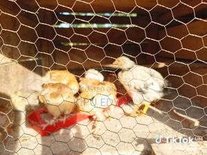 Kienyeji Chicken 4 Months - main view