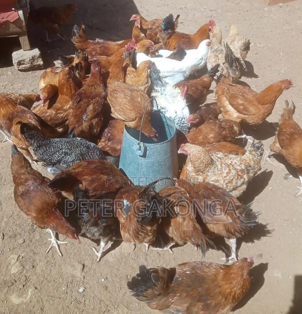 Quick Sale Sasso Jogoo Fully Vaccinated - main view