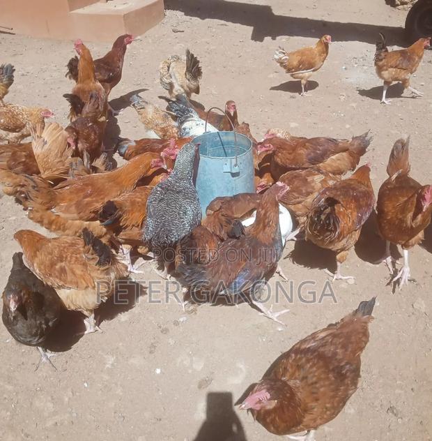 Quick Sale Sasso Jogoo Fully Vaccinated - thumbnail 3