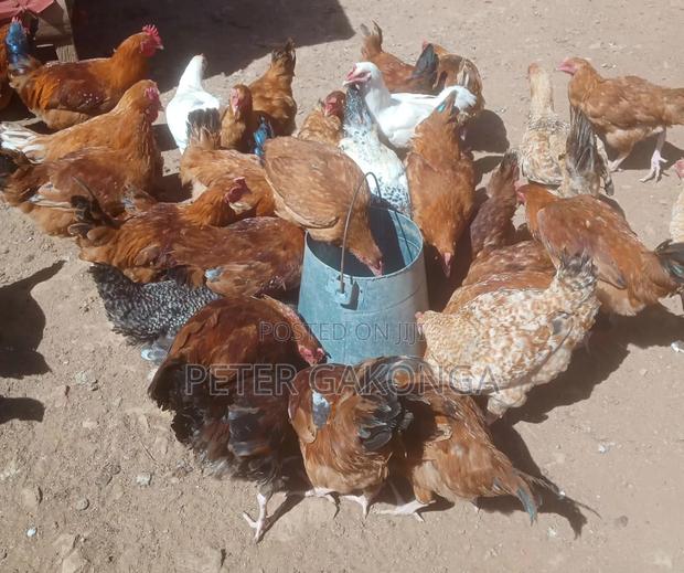 Quick Sale Sasso Jogoo Fully Vaccinated - thumbnail 4