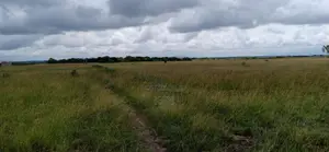 Juja Farm Athi