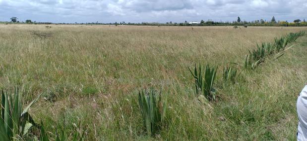 Juja Farm Athi - thumbnail 3