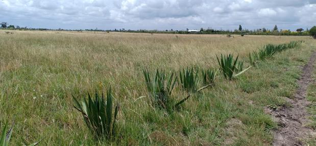 Juja Farm Athi - thumbnail 4