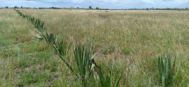 Juja Farm Athi - thumbnail 7