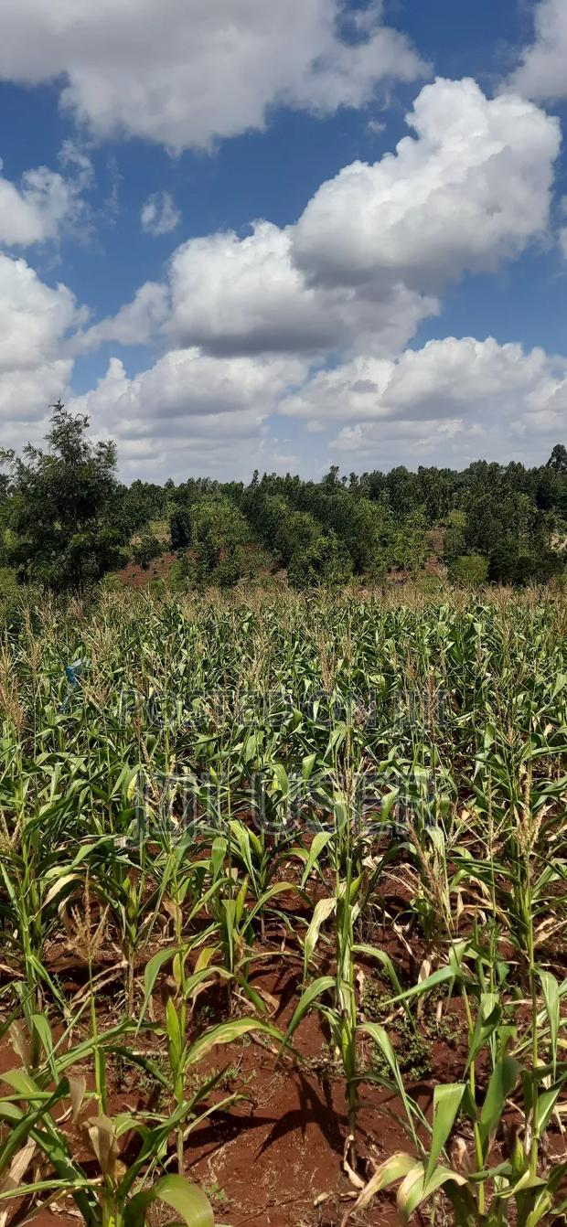 Land for Sale - thumbnail 4